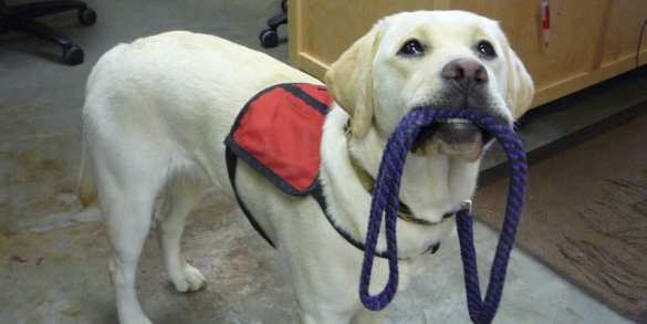 Иран распространяет запрет на выгул собак более чем на 20 городов | Русская весна