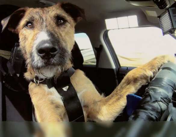 И тут мы первые: Россия зарегистрировала единственную в мире вакцину от COVID-19 для животных | Русская весна