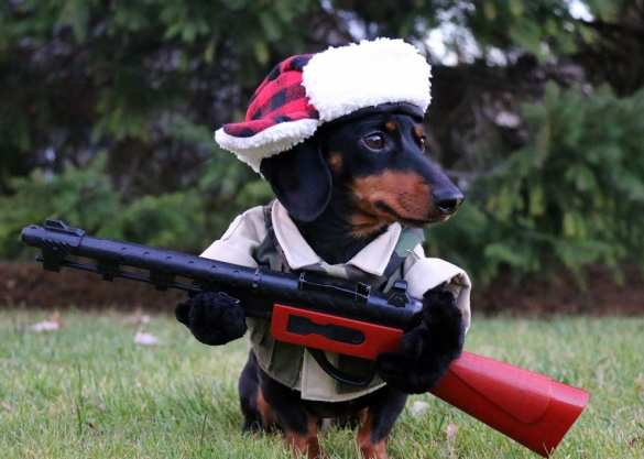 Минюст предложил штрафовать хозяев слишком шумных собак | Русская весна