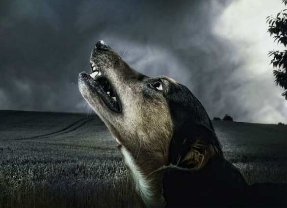 Тяжёлая судьба спасённого бойцами щенка Бутуза и при чём тут РЖД (ФОТО, ВИДЕО) | Русская весна