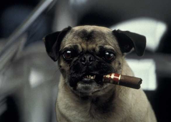 Автомобиль с собаками за рулём врезался в здание супермаркета в США (ФОТО, ВИДЕО) | Русская весна