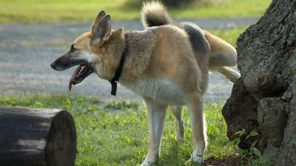 В ГД хотят обязать хозяев убирать за питомцами в местах общего пользования | Русская весна
