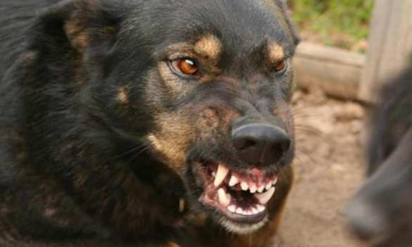 В Киеве вор натравил собаку на полицейских, копы открыли огонь (ФОТО) | Русская весна