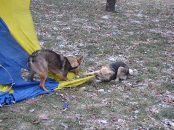 «Умрет эта ваша Украина», — диспетчер вокзала в Святогорске ответила поющим «Ще нэ вмэрла» | Русская весна