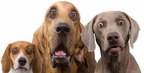 Угроза наступления: Под Мариуполем боевые псы ДНР сняли минные заграждения ВСУ (ВИДЕО) | Русская весна