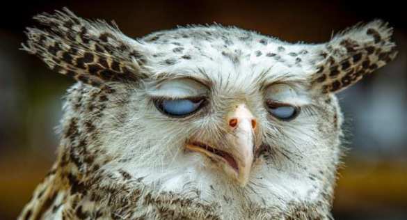 В США грядет переименование птиц | Русская весна