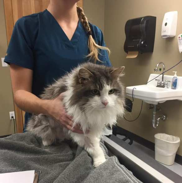 Врачи спасли кошку, превратившуюся в кусок льда (ФОТО) | Русская весна