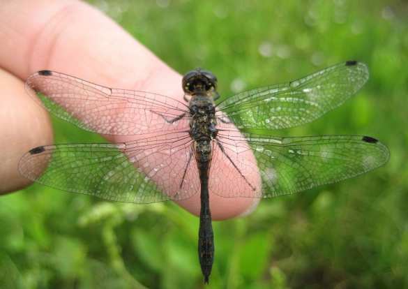В России будет создан беспилотник размером со стрекозу | Русская весна