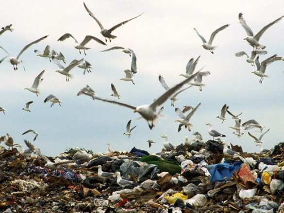 Свалка у аэропорта «Жуковский»: рассадник чаек, едва не убивших борт «Уральских авиалиний» | Русская весна