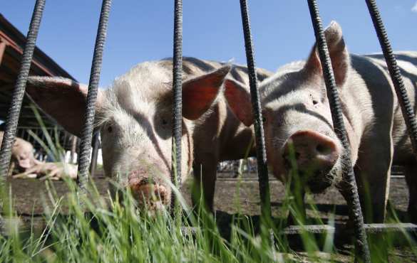 О том, как свинка размечталась стать тигром | Русская весна