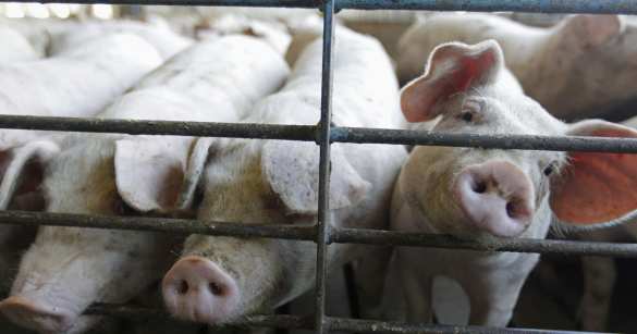 ВСУ нанесли удар по животноводческому комплексу в Белгородской области (ФОТО) | Русская весна