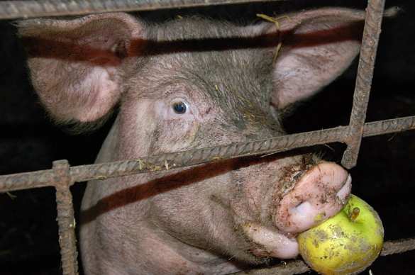 Свиномайдан: массовая драка из-за свиней на Полтавщине (ФОТО, ВИДЕО) | Русская весна