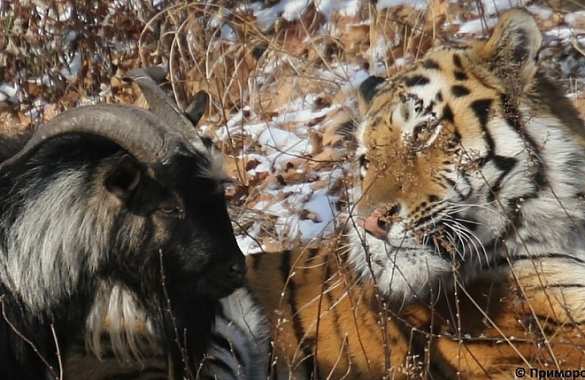 Про дружбу тигра Амура и козла Тимура снимают фильм | Русская весна