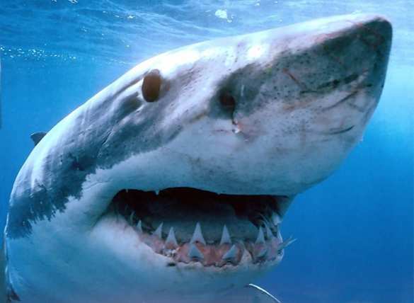 Удивительные кадры: смертельная схватка двух акул (ВИДЕО) | Русская весна