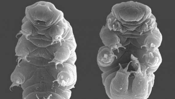Генетики раскрыли секрет животных, способных жить в открытом космосе | Русская весна