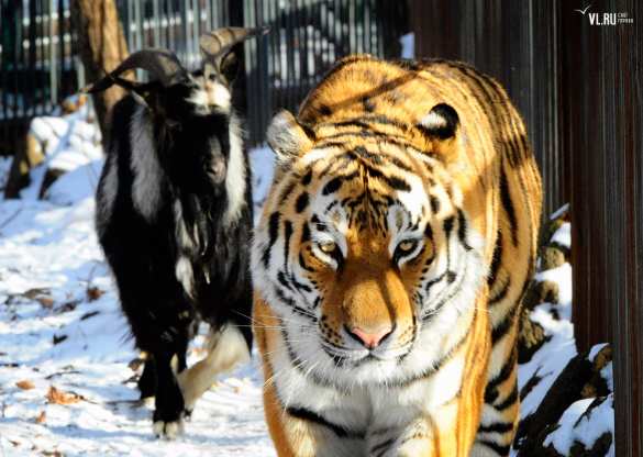 Козлу Тимуру сделали вторую «спальню» возле вольера тигра Амура | Русская весна