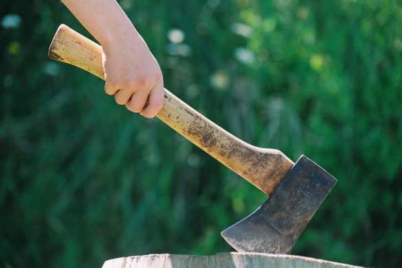 В Госдуме предупредили о штрафах за вырубку деревьев на даче | Русская весна