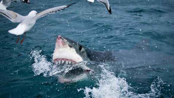 Ученые объяснили появление акул-самоубийц со съеденным мозгом у берегов США | Русская весна