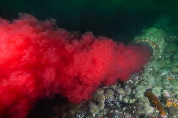 В океане обнаружена труба с кровью (ВИДЕО) | Русская весна