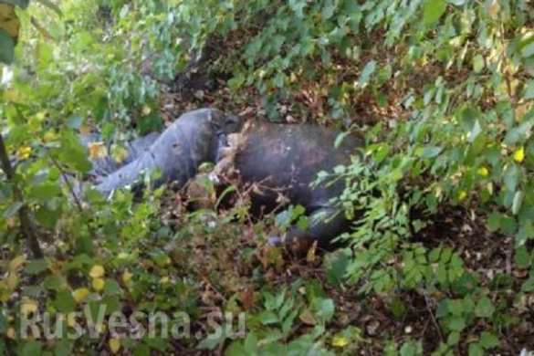 Three Ukrainian servicemen killed a man in Mariupol for being pro-Russian | Русская весна