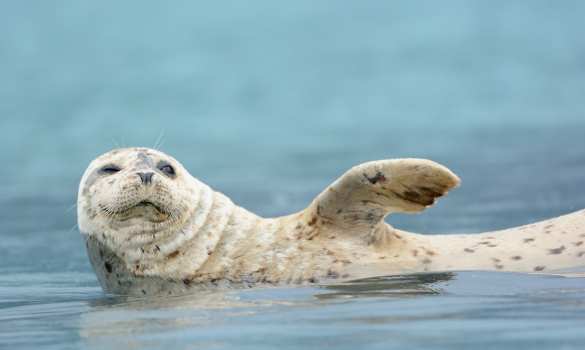Десятки трупов лысых тюленей выкинуло на побережье Аляски (ФОТО) | Русская весна