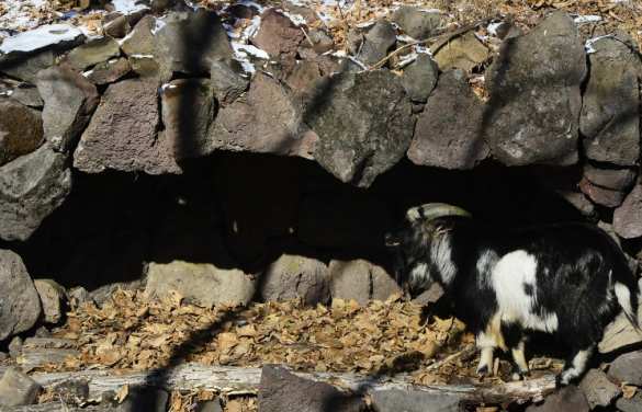 Во время снегопада козел Тимур выгнал из убежища тигра Амура | Русская весна