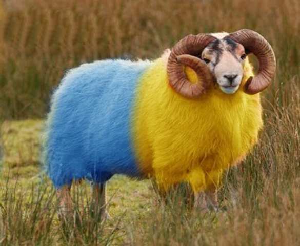 Вогнать в краску: как Украина собирается улаживать сразу два дипломатических скандала | Русская весна