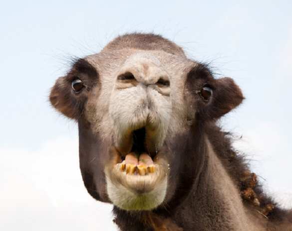 «Догоняй погонщиков верблюдов!»: новый громкий скандал на Олимпиаде (ФОТО, ВИДЕО) | Русская весна