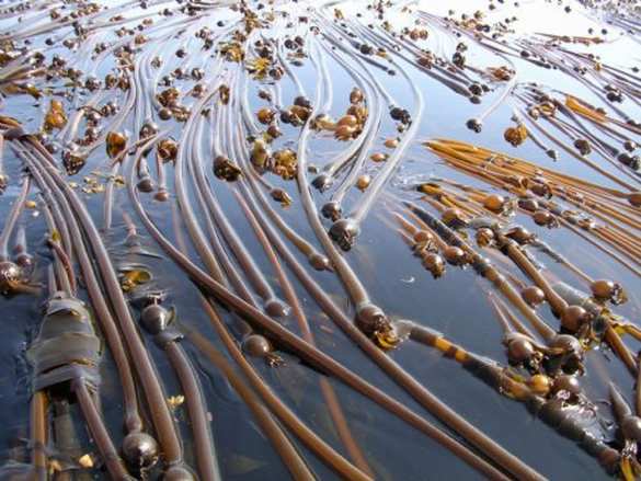 Сотни «морских змей-гигантов» из США выбросило на берег Чукотки (ФОТО) | Русская весна