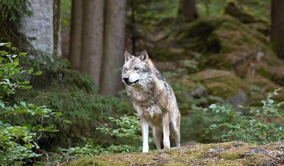 Целеустремлённый чернобыльский волк ушёл в глубь Украины (КАРТА) | Русская весна