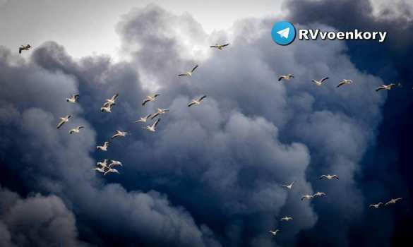 Один дрон «Хезболлы» (ФОТО, ВИДЕО) | Русская весна