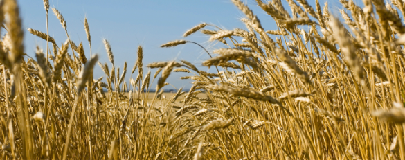 Минсельхоз прогнозирует рекордный урожай зерна в 2017 году | Русская весна