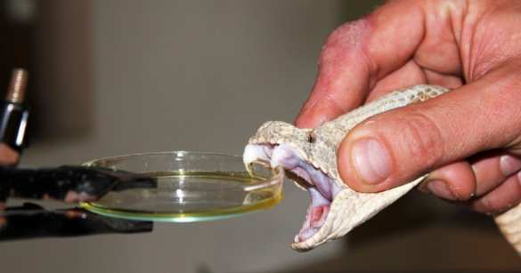 Средства массовой интоксикации: кто на Украине захлебнулся собственным ядом (ВИДЕО) | Русская весна