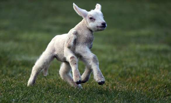 Ягненок с пятью ногами родился на одной из ферм (ФОТО) | Русская весна