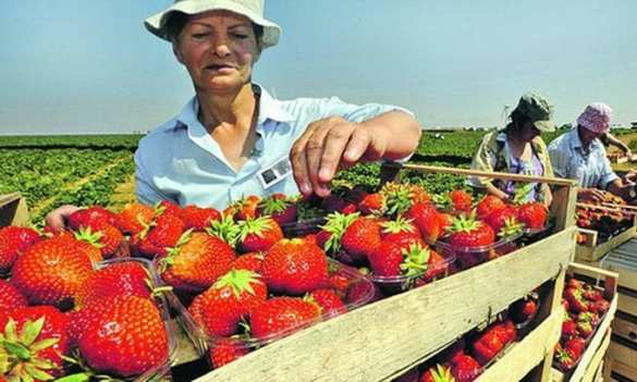 Armut ist schrecklicher als das Coronavirus: Ukrainische «Zarobitchane»(Saisonarbeiter) sind nach Finnland geflogen (VIDEO) | Русская весна