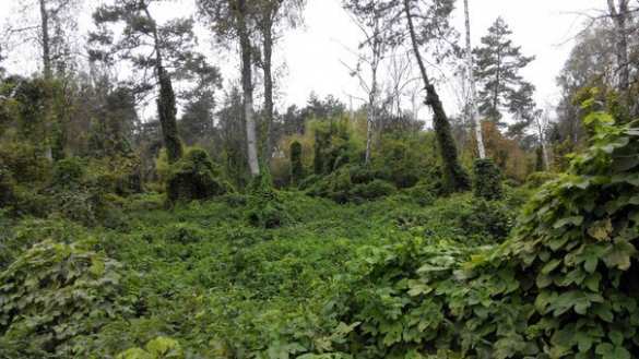 ВНИМАНИЕ: оккупанты проводят сплошное минирование лесополосы вдоль трассы Мариуполь — Мангуш | Русская весна