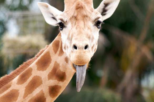 Ученые выяснили, что молоко жирафов гораздо полезнее коровьего | Русская весна