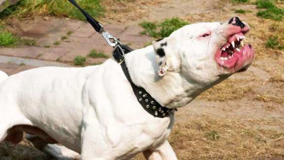 В МЧС рассказали, как защититься от агрессивной собаки | Русская весна