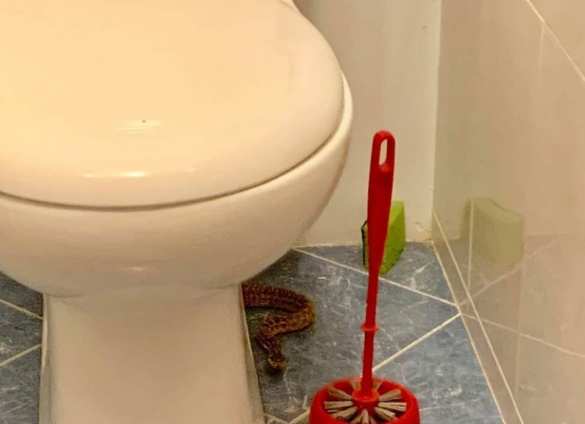 Украинка сделала неожиданную находку в туалете своей квартиры (ВИДЕО) | Русская весна